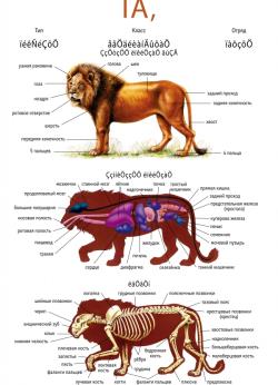 Лев органа. Внутреннее строение Льва. Лев анатомия органов. Лев строение тела.